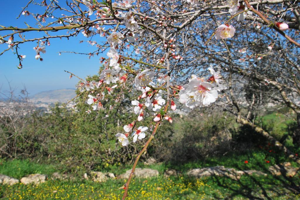 Back To Nature Camping & Huts Hotel Mikhmannim Buitenkant foto